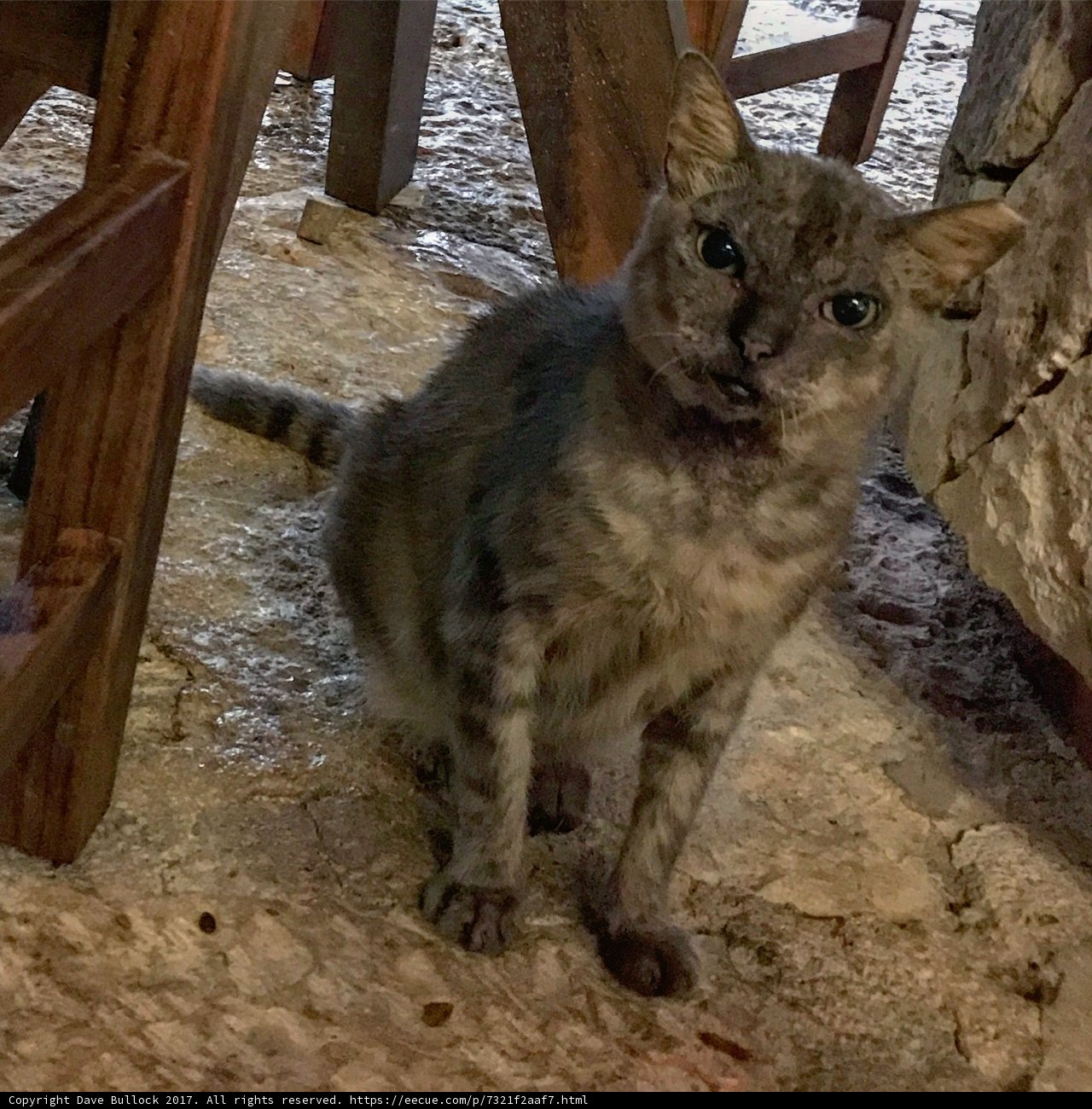 Feline Companion by the Rocks