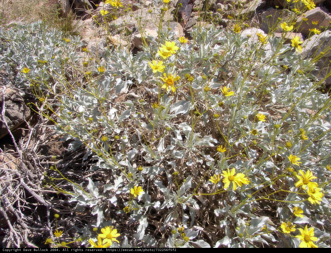 Desert Daisy