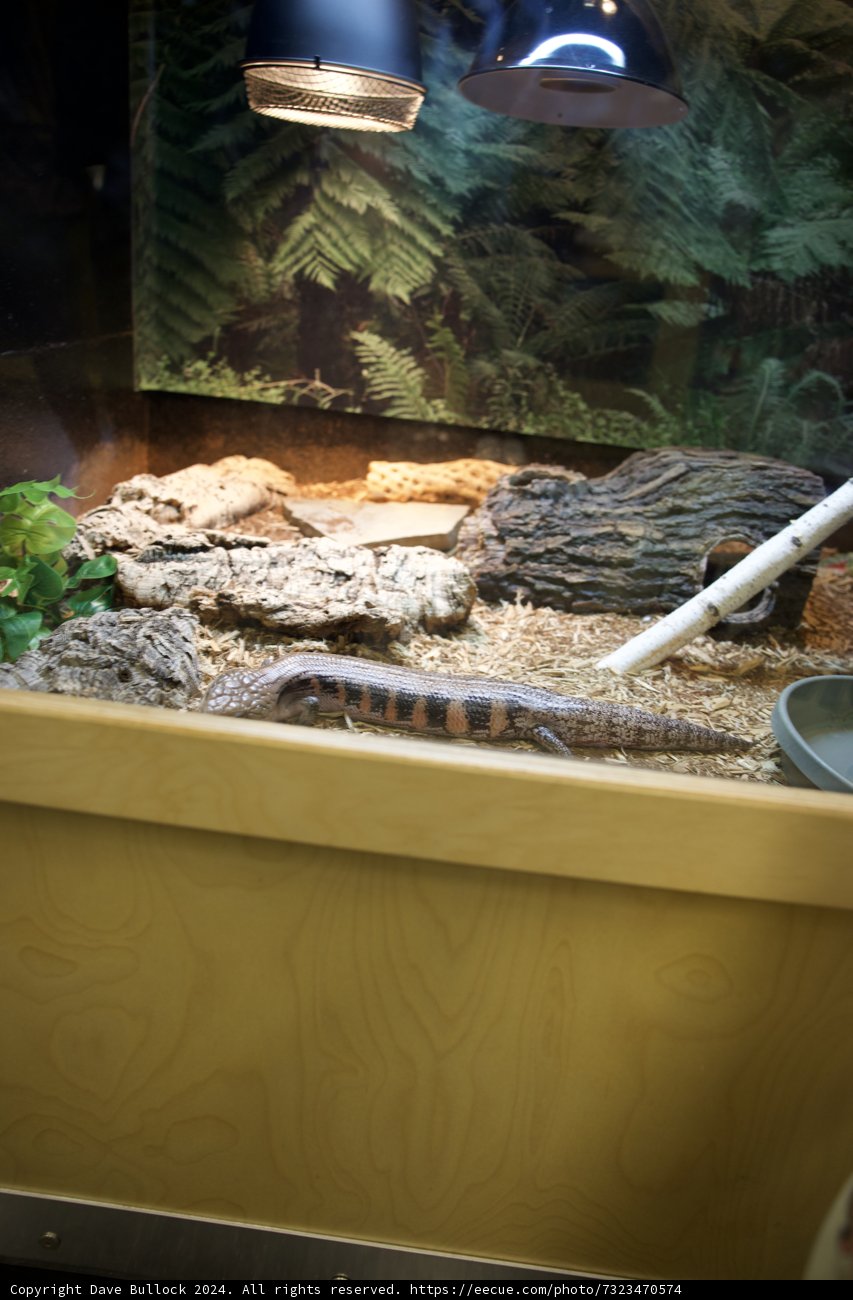 Lizard Haven
