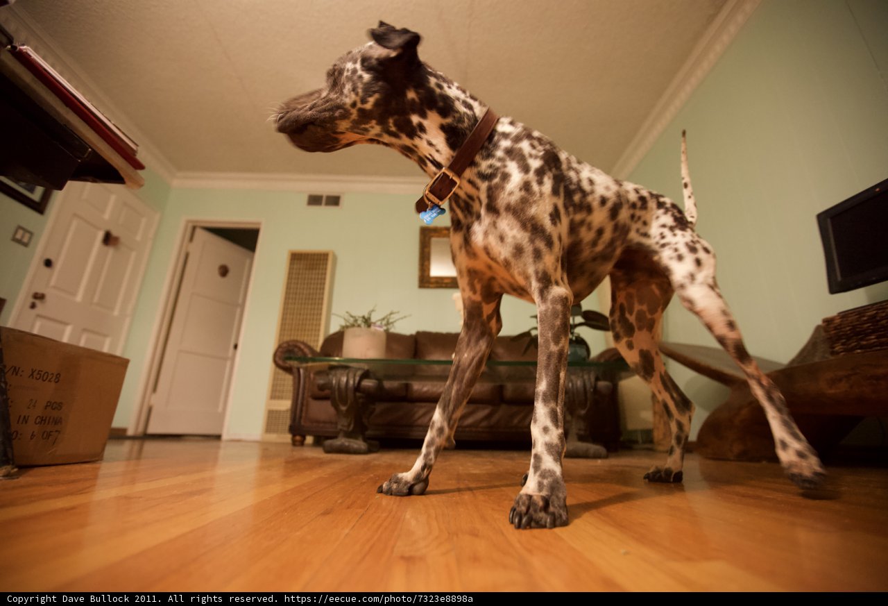 The Majestic Canine of the Hardwood Floor