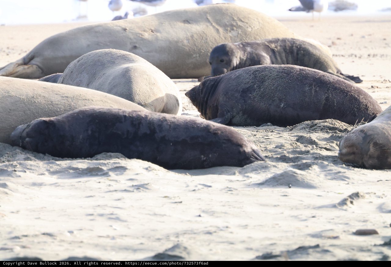 Elephant Seals Resting on Sandy Beach at Drakes Beach