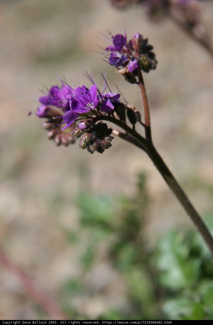 Purple Geranium Blossoms Among Other Wildflowers