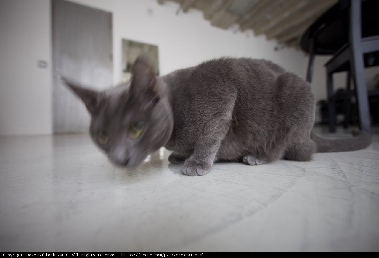 The Gray Abyssinian Cat Rests on Hardwood Floors