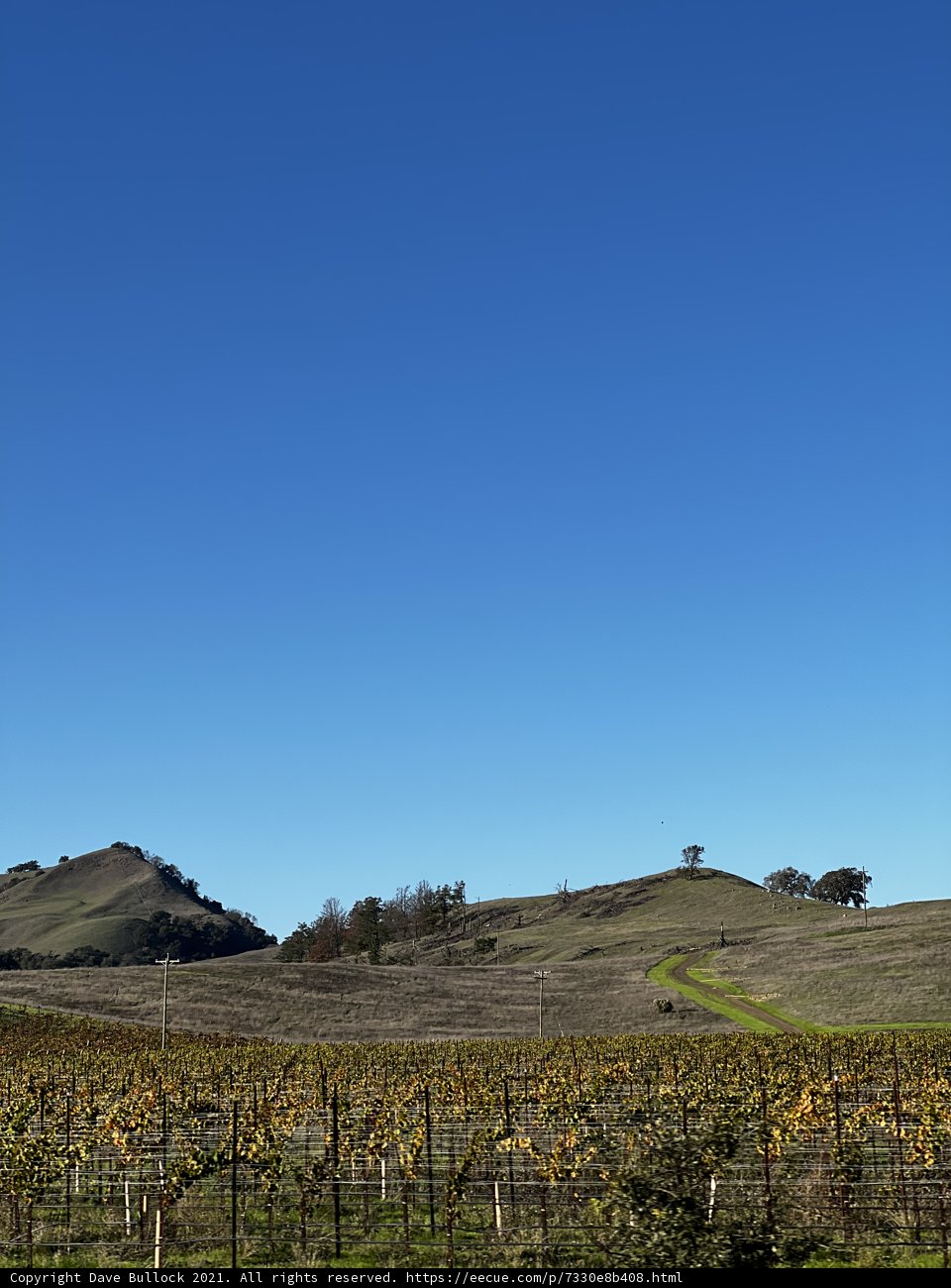 Rolling Hills and Lush Vines
