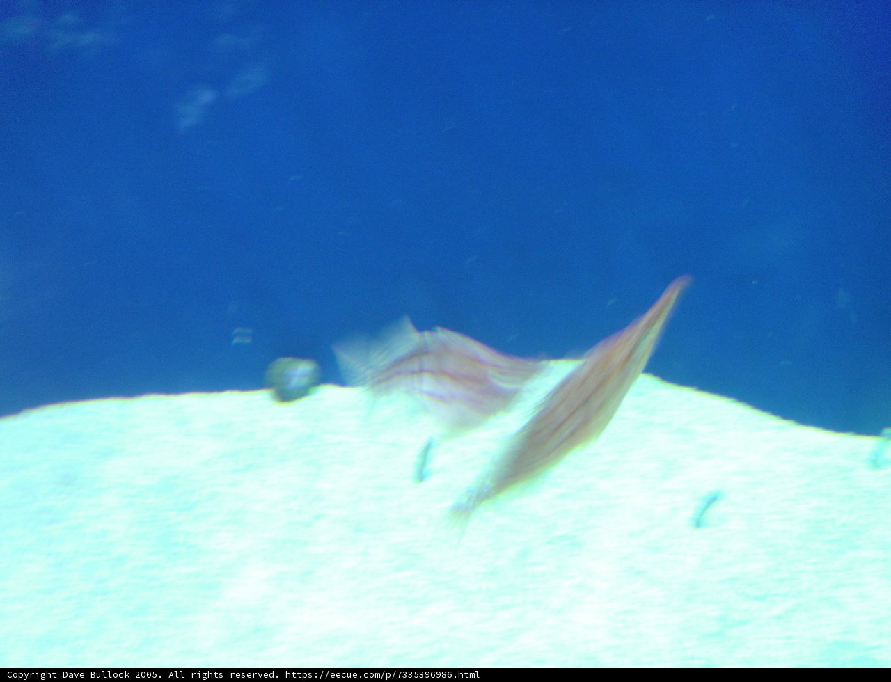 Majestic Fish in its Natural Habitat
