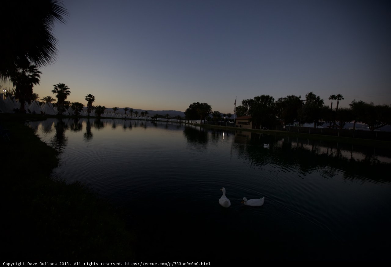 Sunset Swans