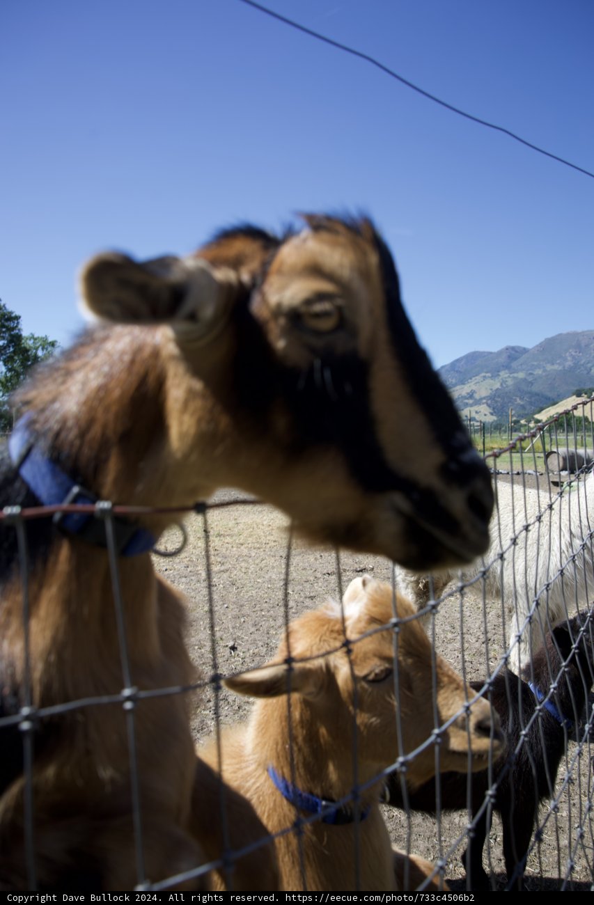 Curious Companions: A Close-Up at Calistoga's Old Faithful Geyser