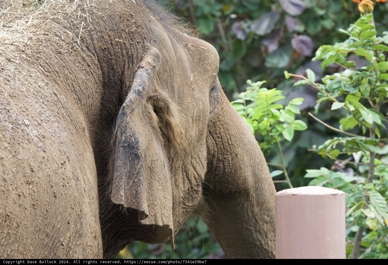 Gentle Giant of the Honolulu Zoo