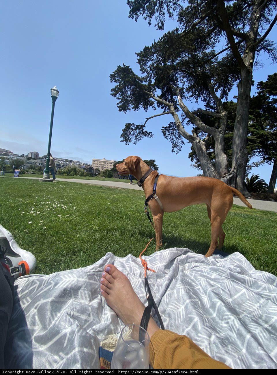 Park Pup