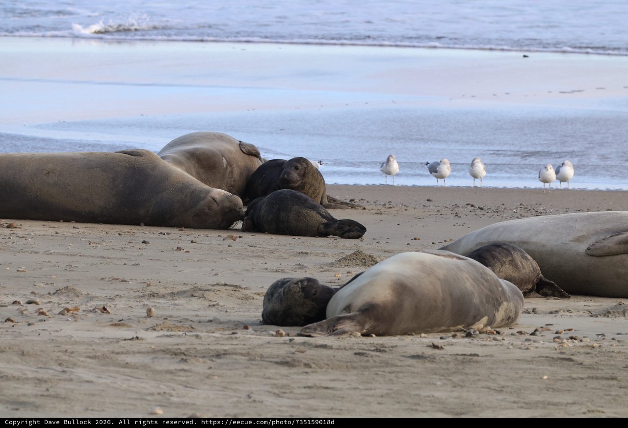 Elephant Seal Colony Resting on Drakes Beach