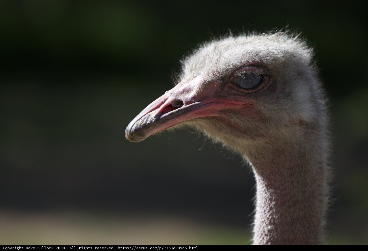 Majestic Ostrich