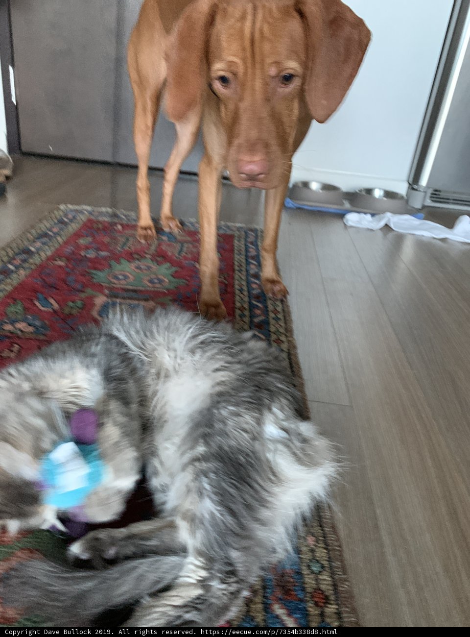 Furry Friends on Hardwood