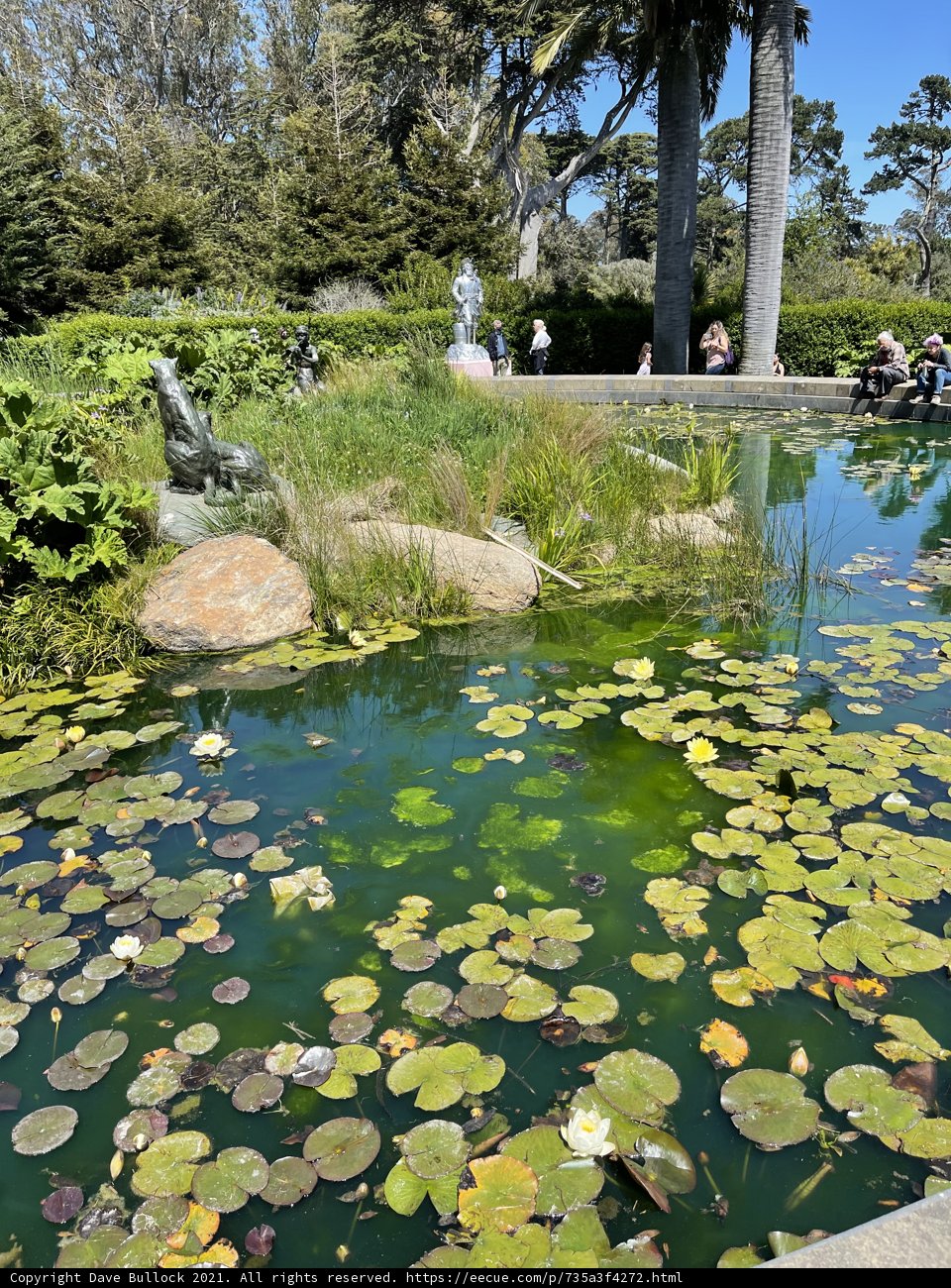 Serene Pond in the Heart of a Park