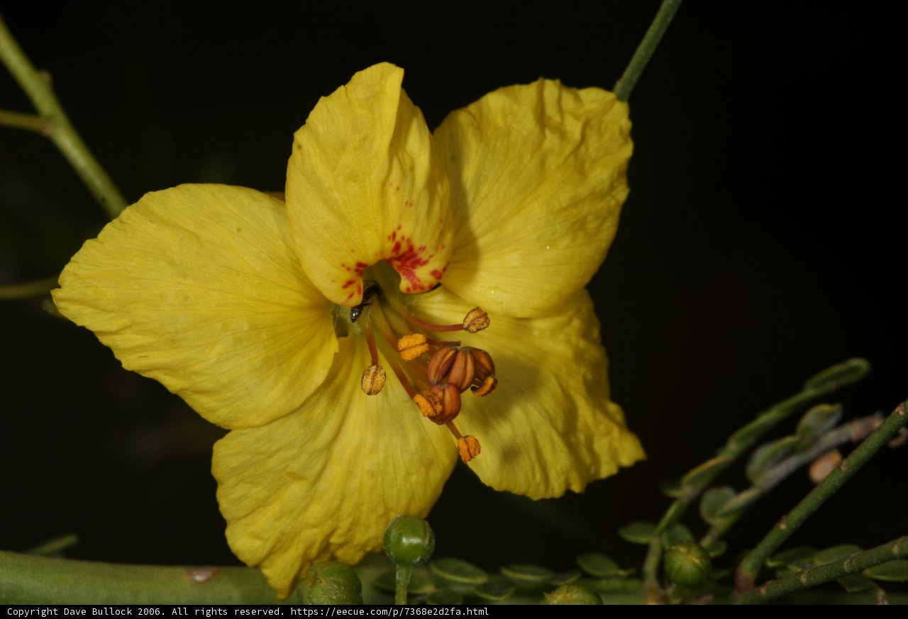Golden Geranium Flower with Red Stamen