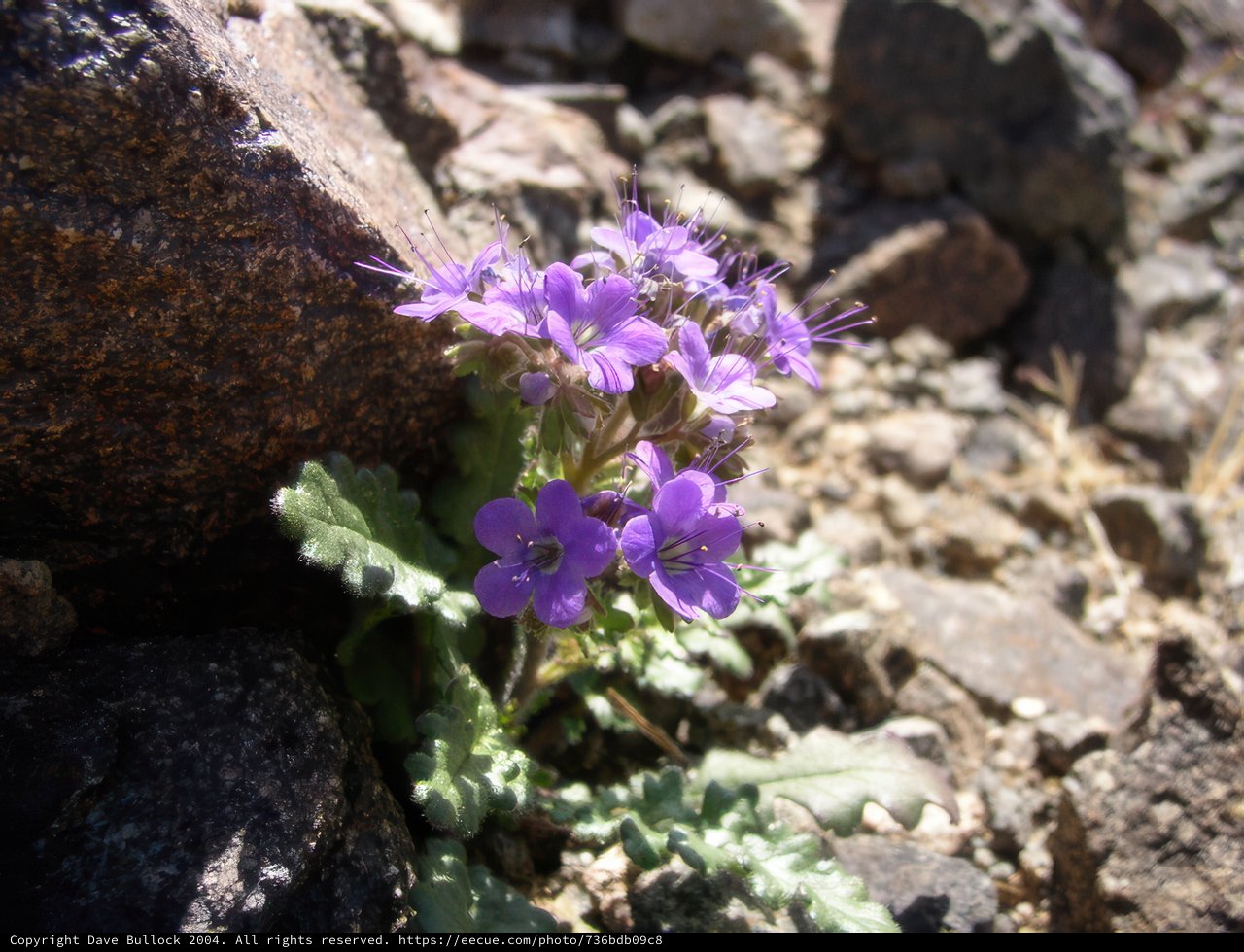 Purple Geranium Blossoming amidst Rocky Terrain