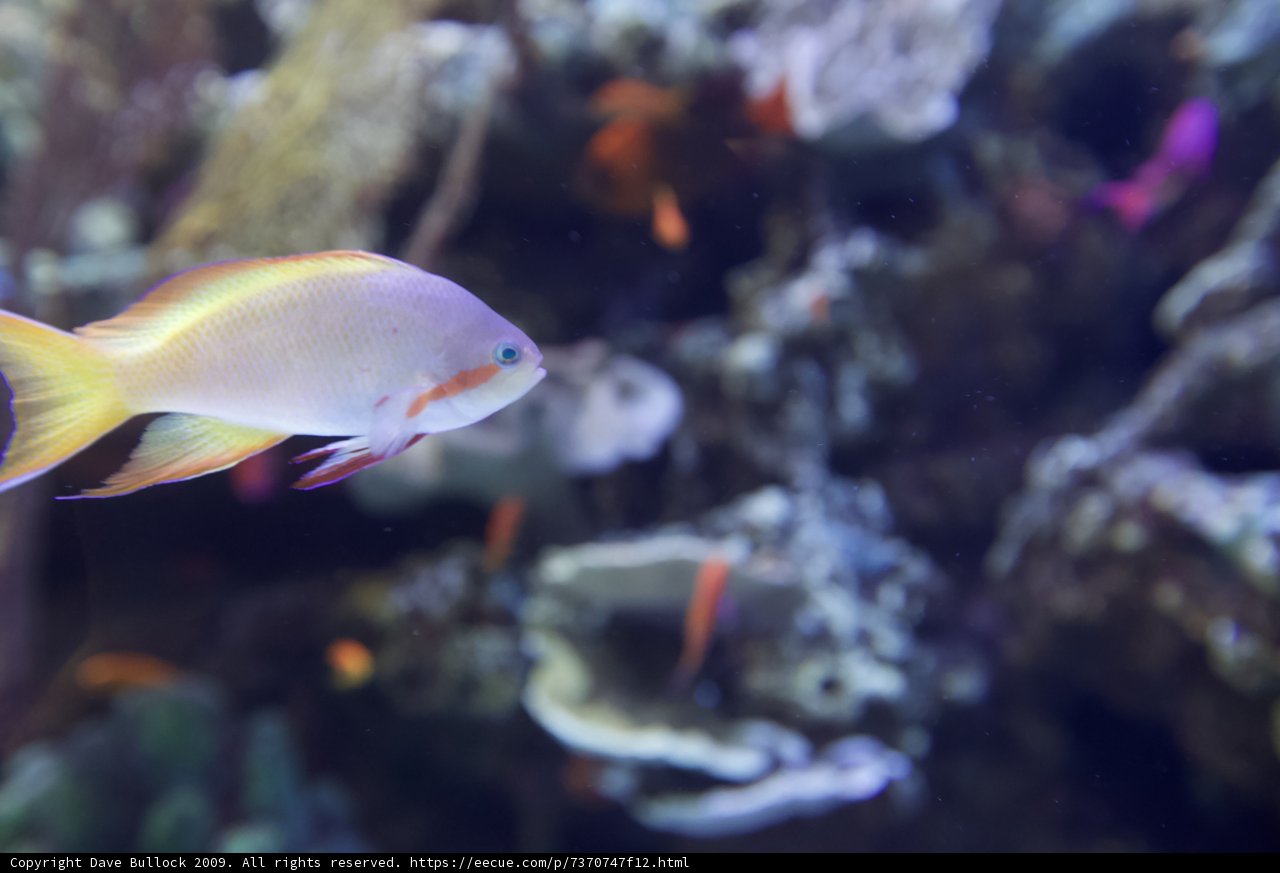Colorful Fish in the Aquarium