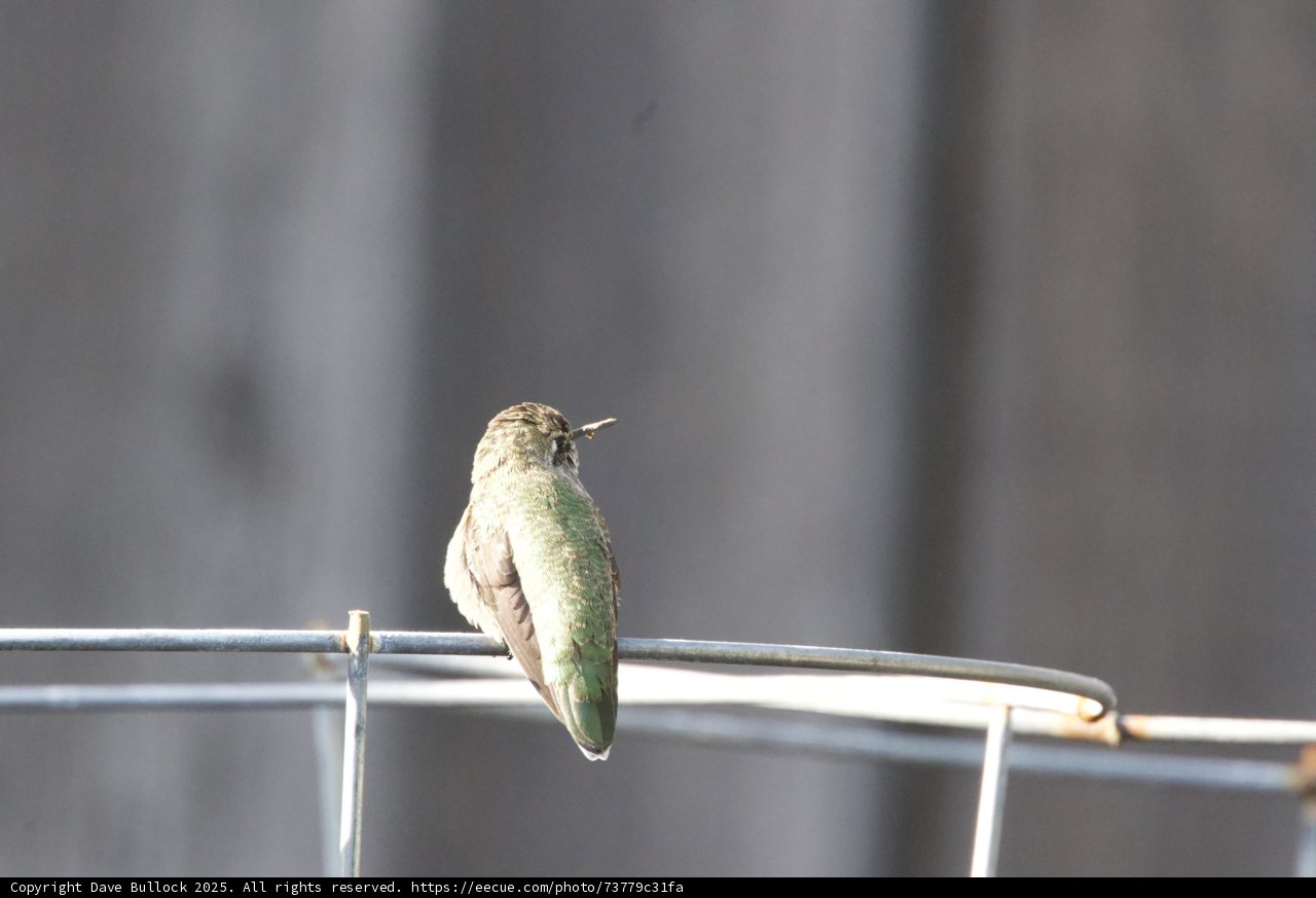 Tranquil Perch