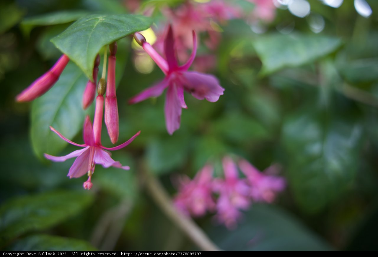 The Fuchsia Delight at San Francisco Botanical Garden