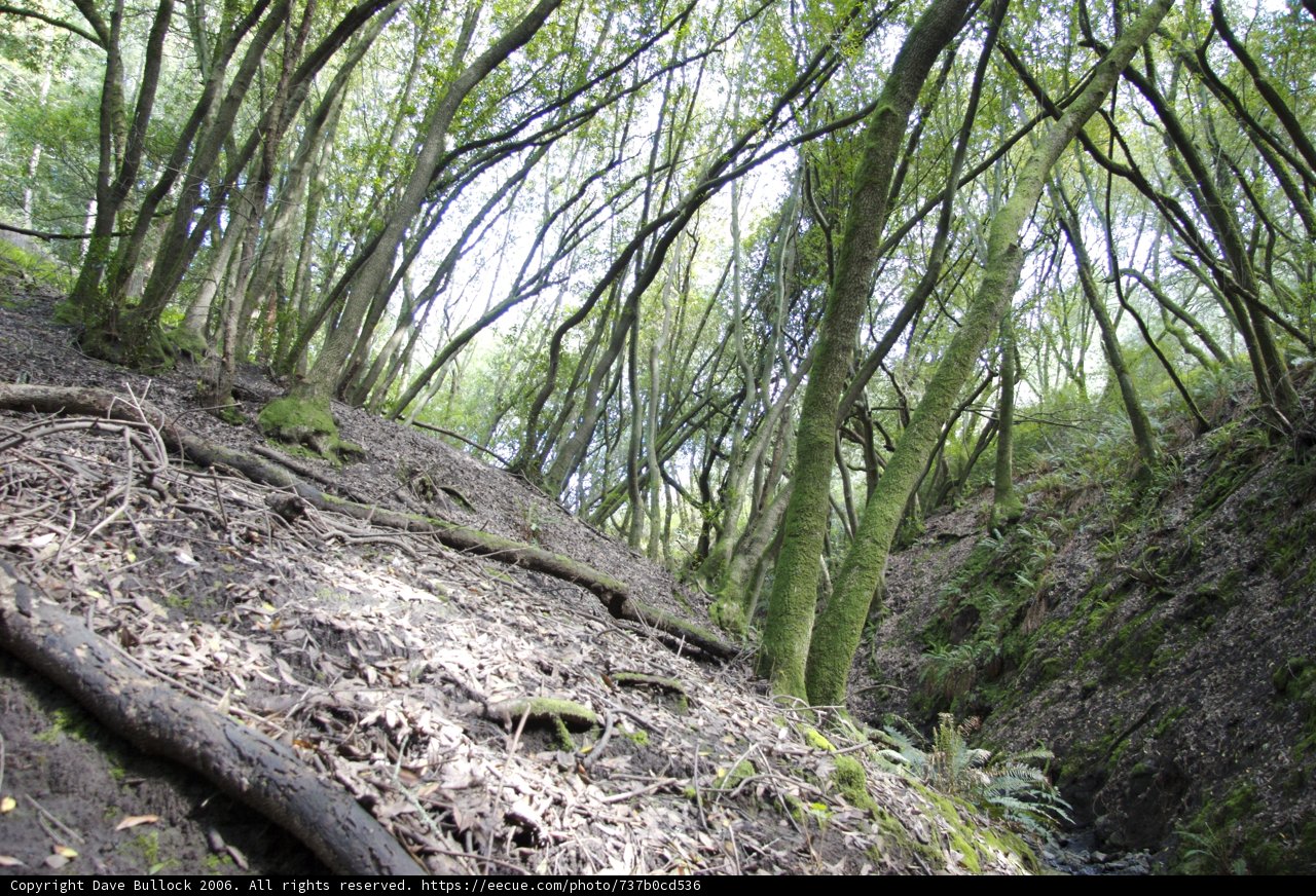 Serene Woodland Grove