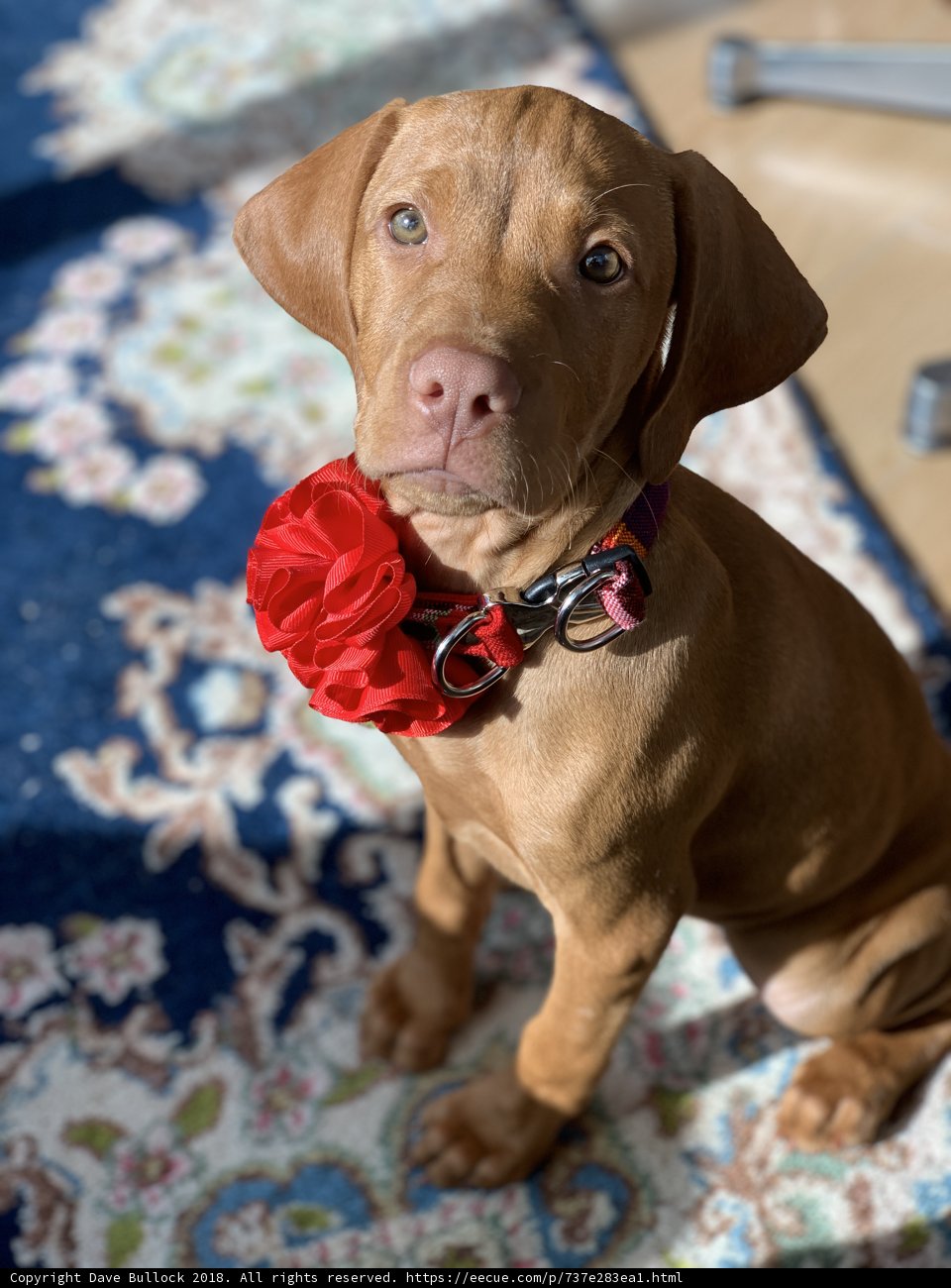 Floral Canine Companion