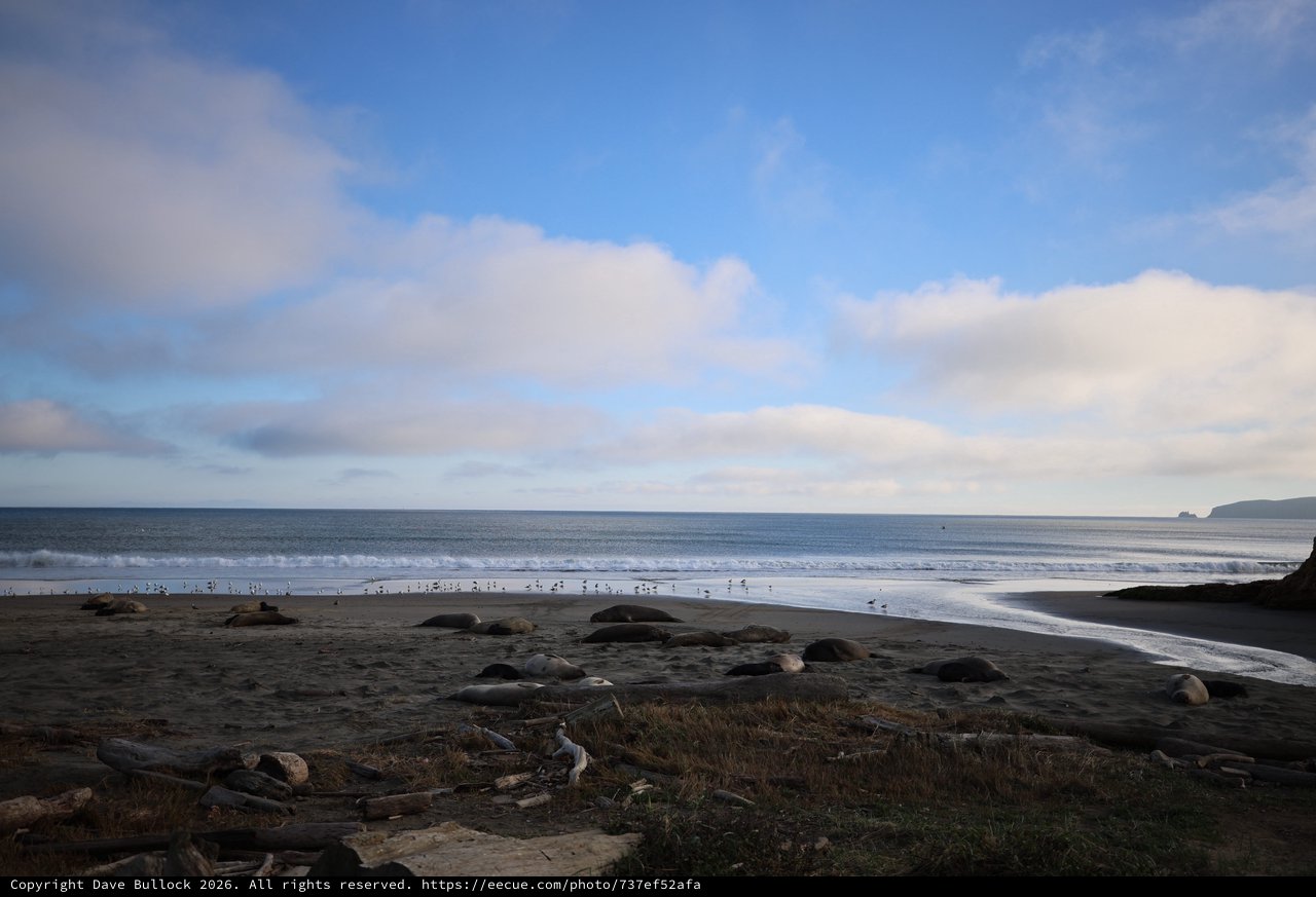 Elephant Seals Resting on Drakes Beach at Dusk
