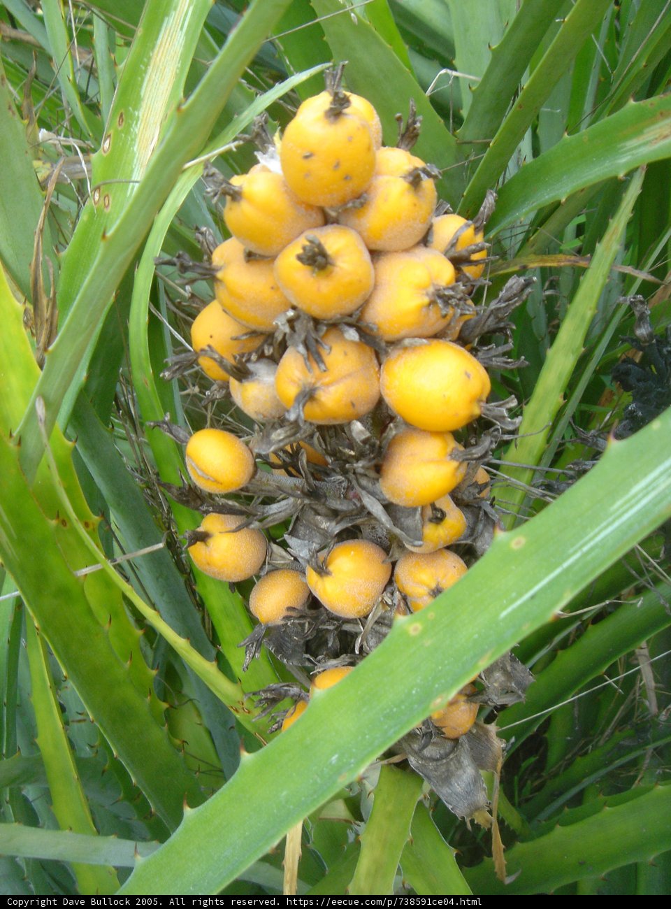 Bountiful Citrus Harvest