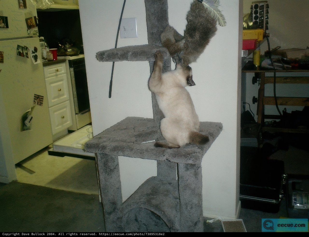 Feline Fun on the Scratching Post