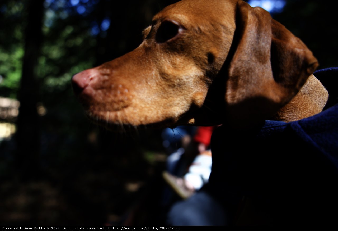 Cozy Canine Adventure in Napa