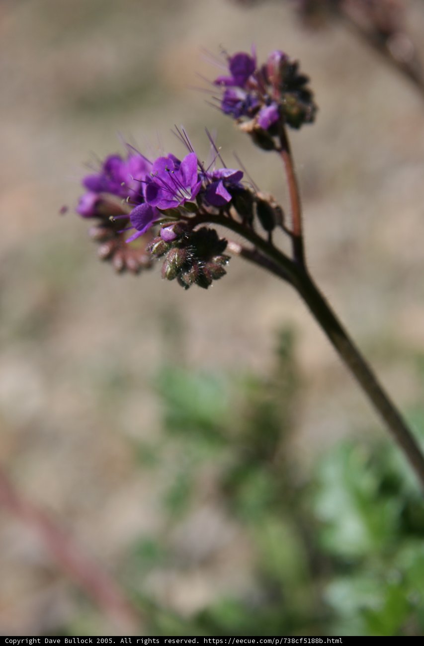 Majestic Purple Geranium