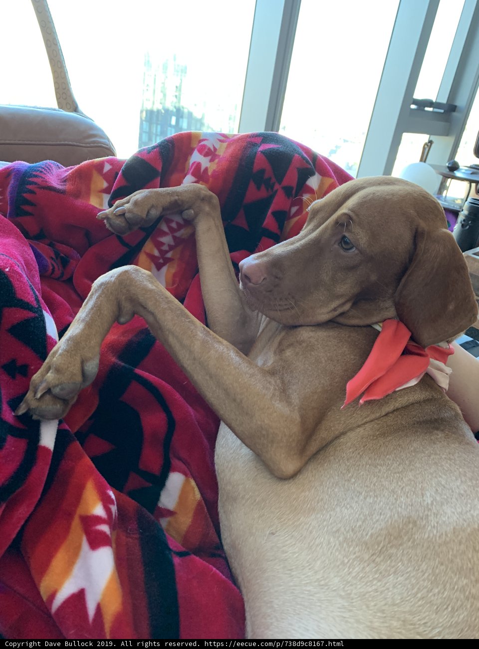 Hound and Human Relaxation