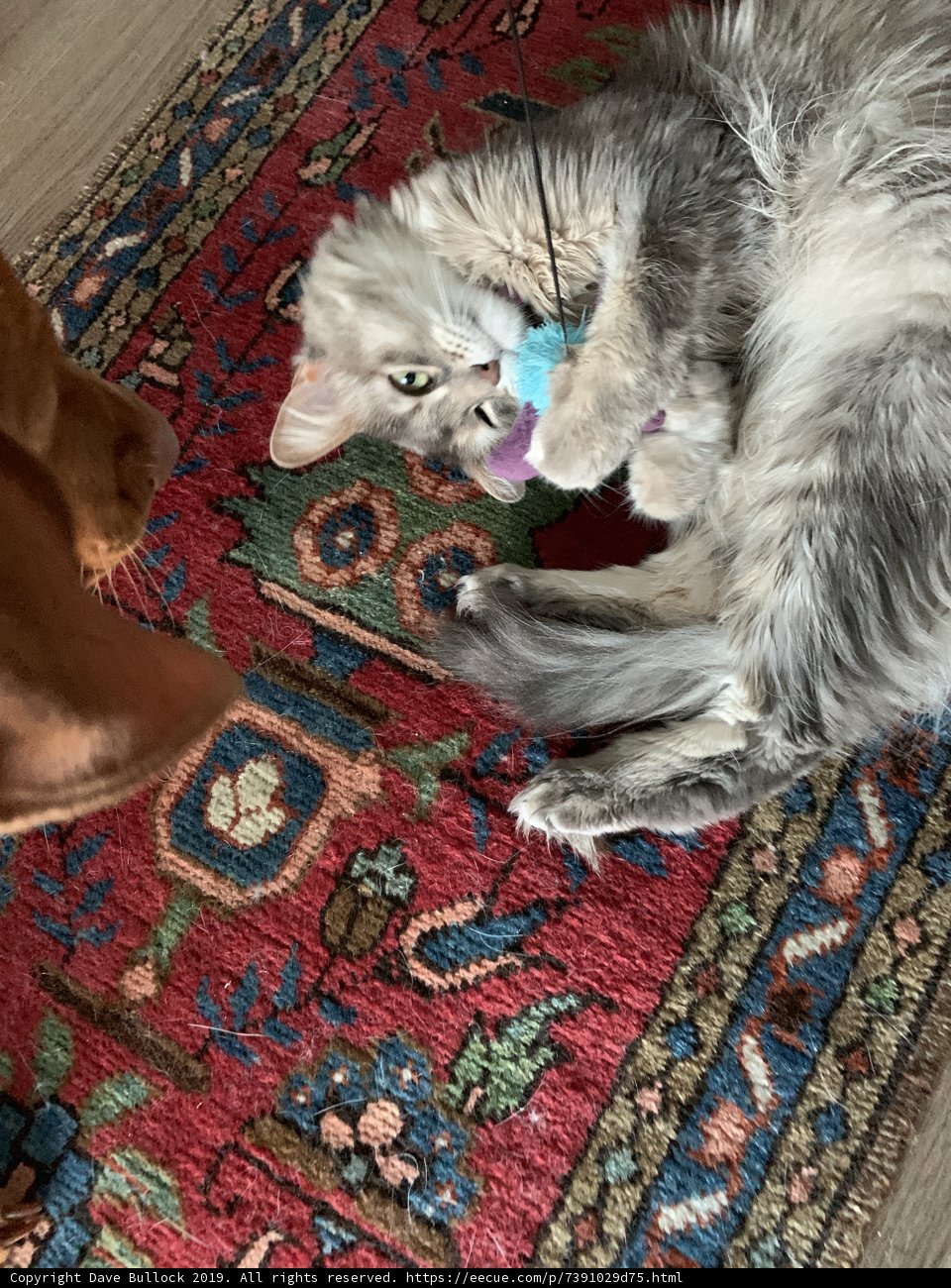 Furry Friends Having Fun on a Stylish Rug