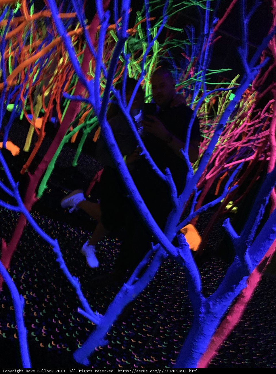 Glowing Forest Night