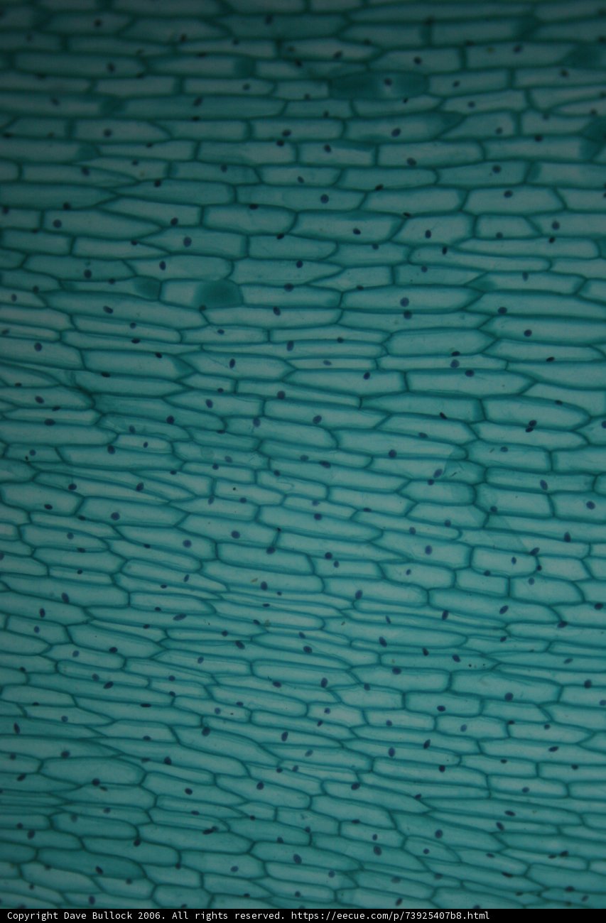 Turquoise Texture of a Cell Wall