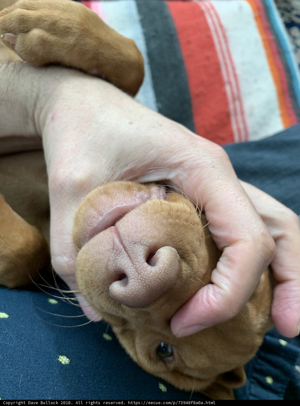 Canine Companion