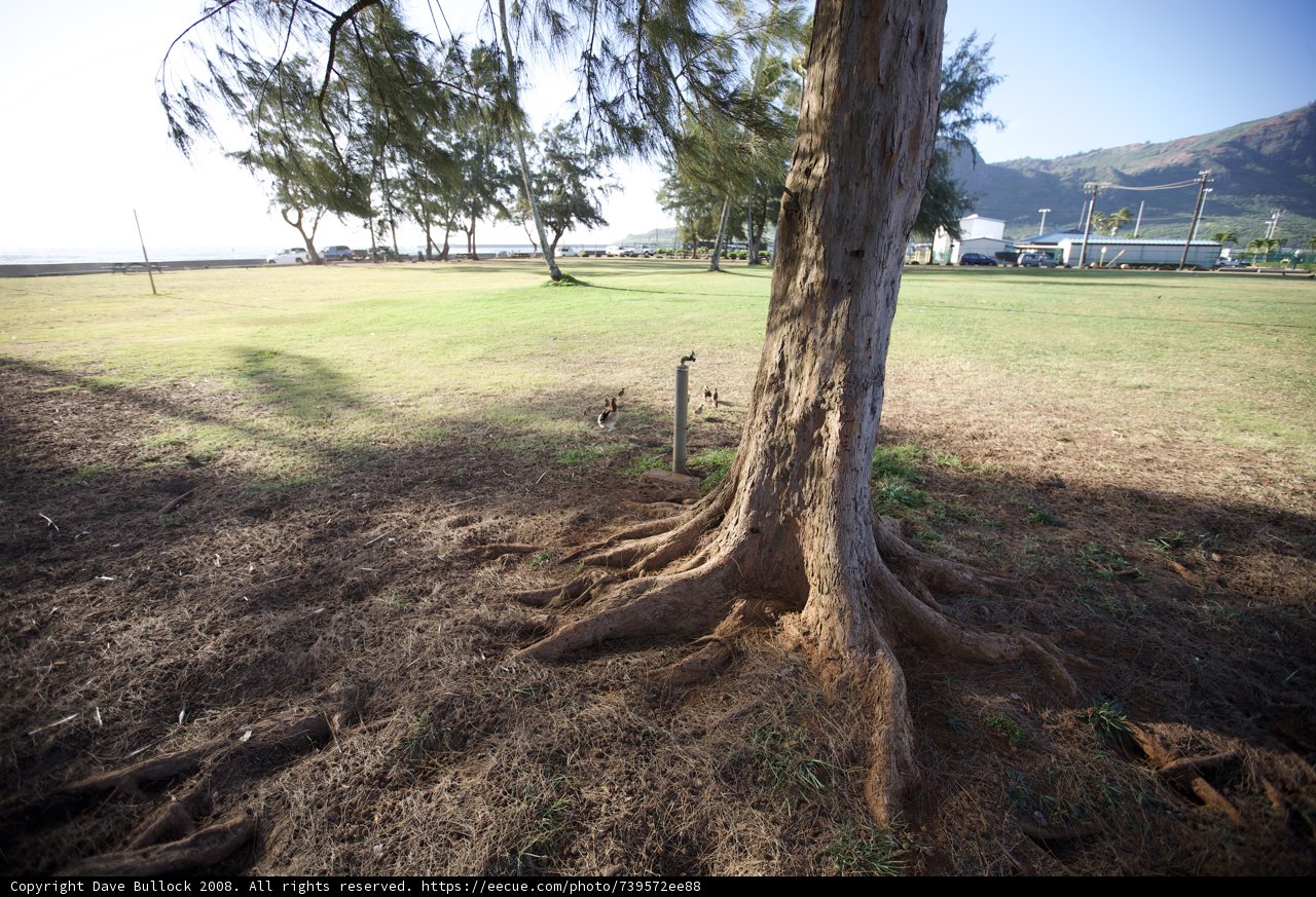 Rooted in Nature