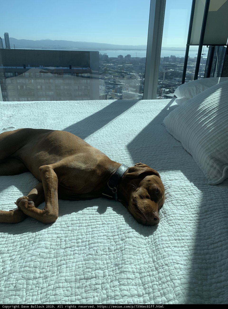 Urban Hound