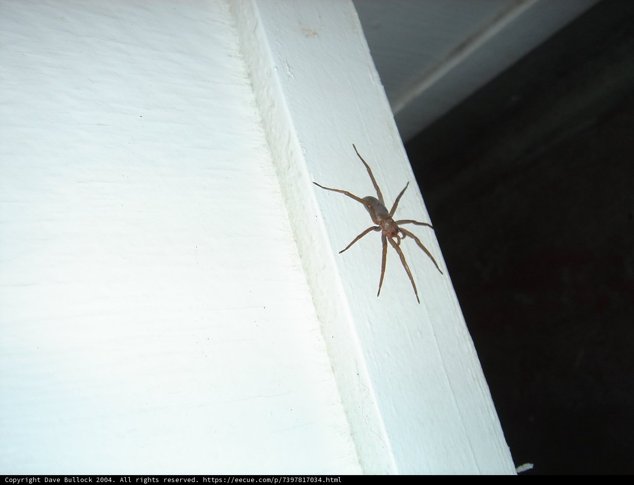 Arachnid in the Spotlight
