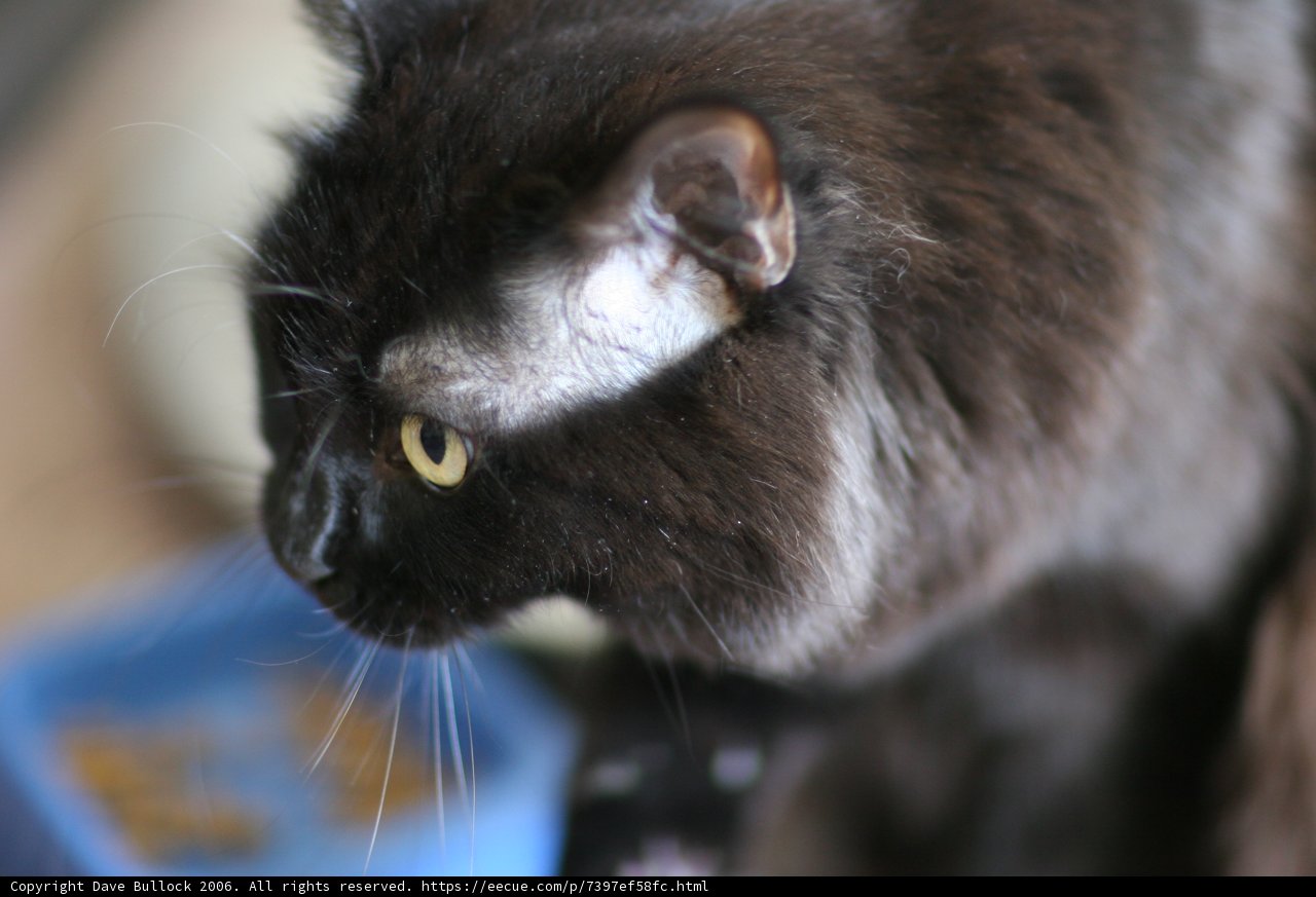 Black Cat in Contrast