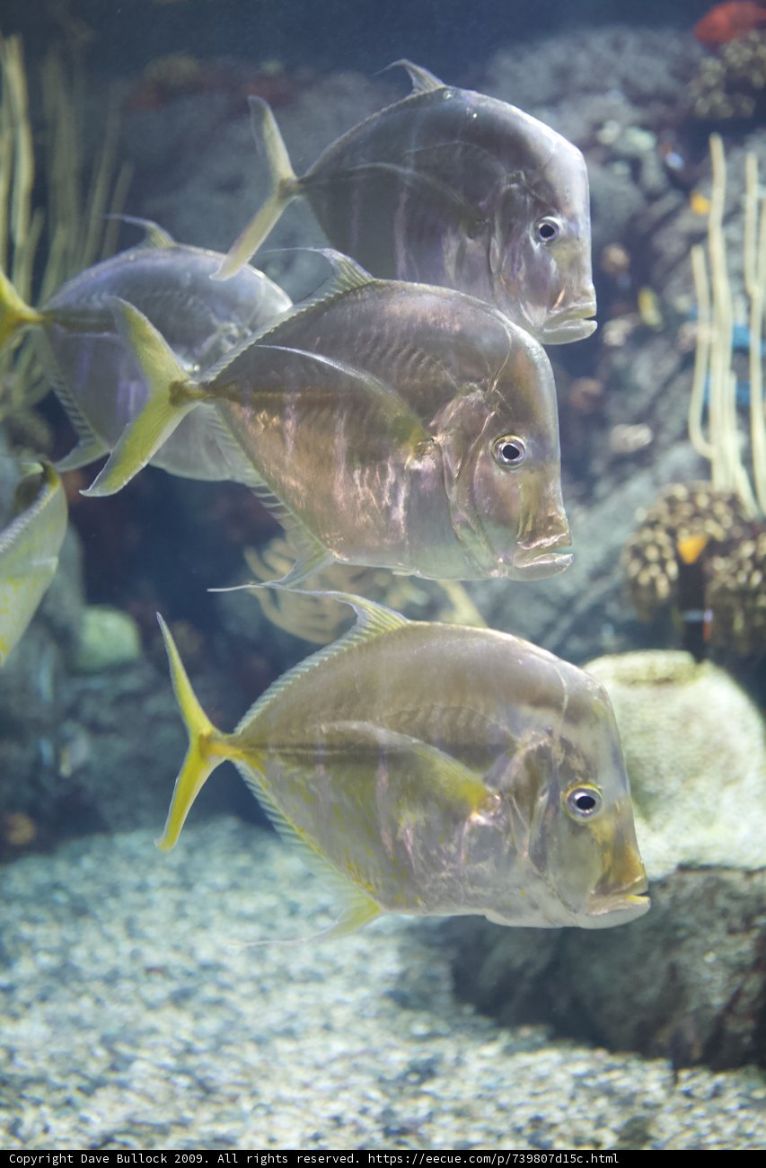 The Aquatic Trio