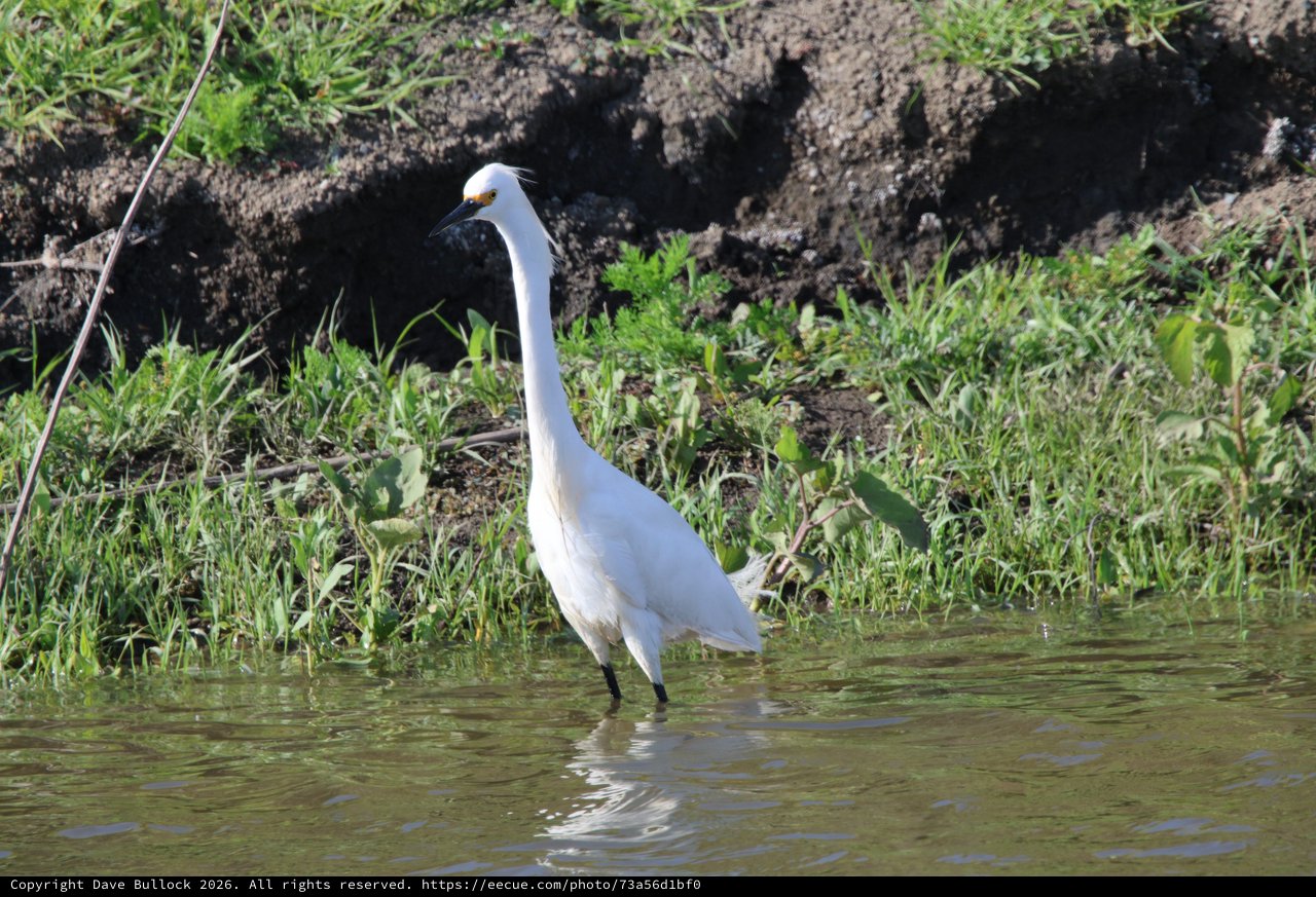 Snowy Egret Wading in Yolo Bypass Wetlands