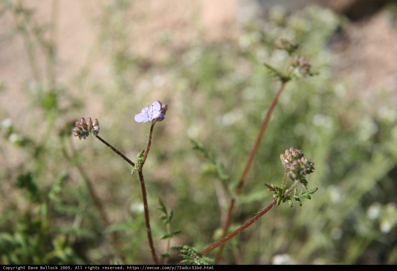 Pretty Purple Geranium Blossom