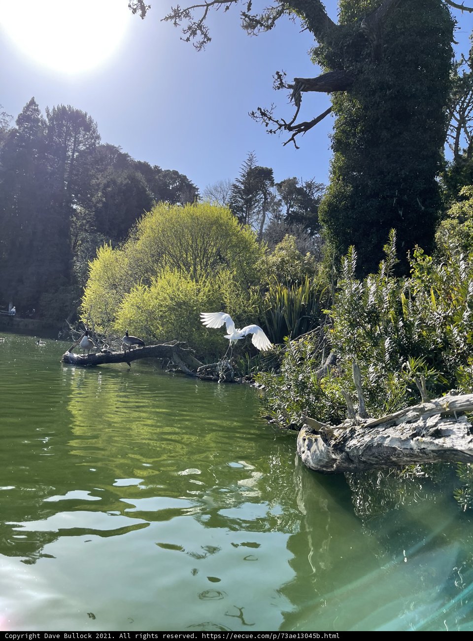 Serenity in Stow Lake