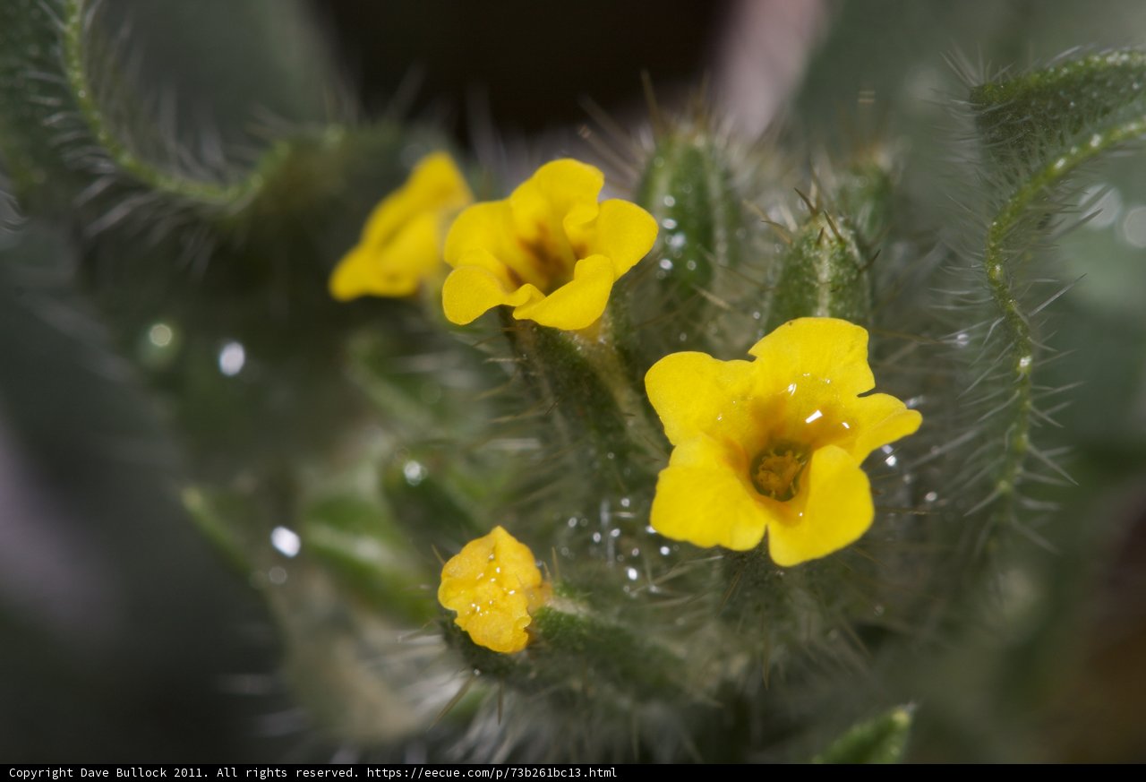 Beauty in Detail