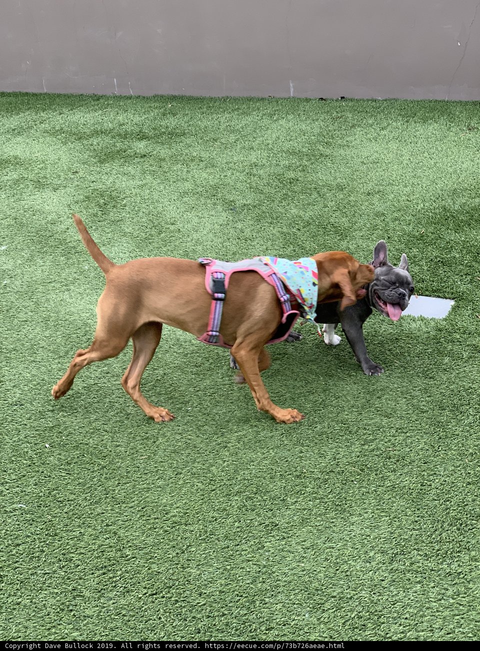 Canine Capers on the Green