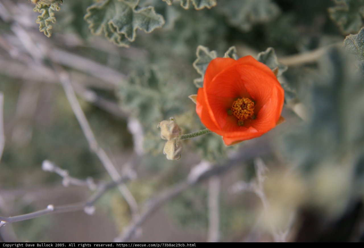 Solitary Orange