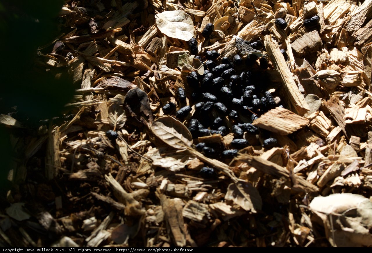 Nature's Texture: The Forest Floor