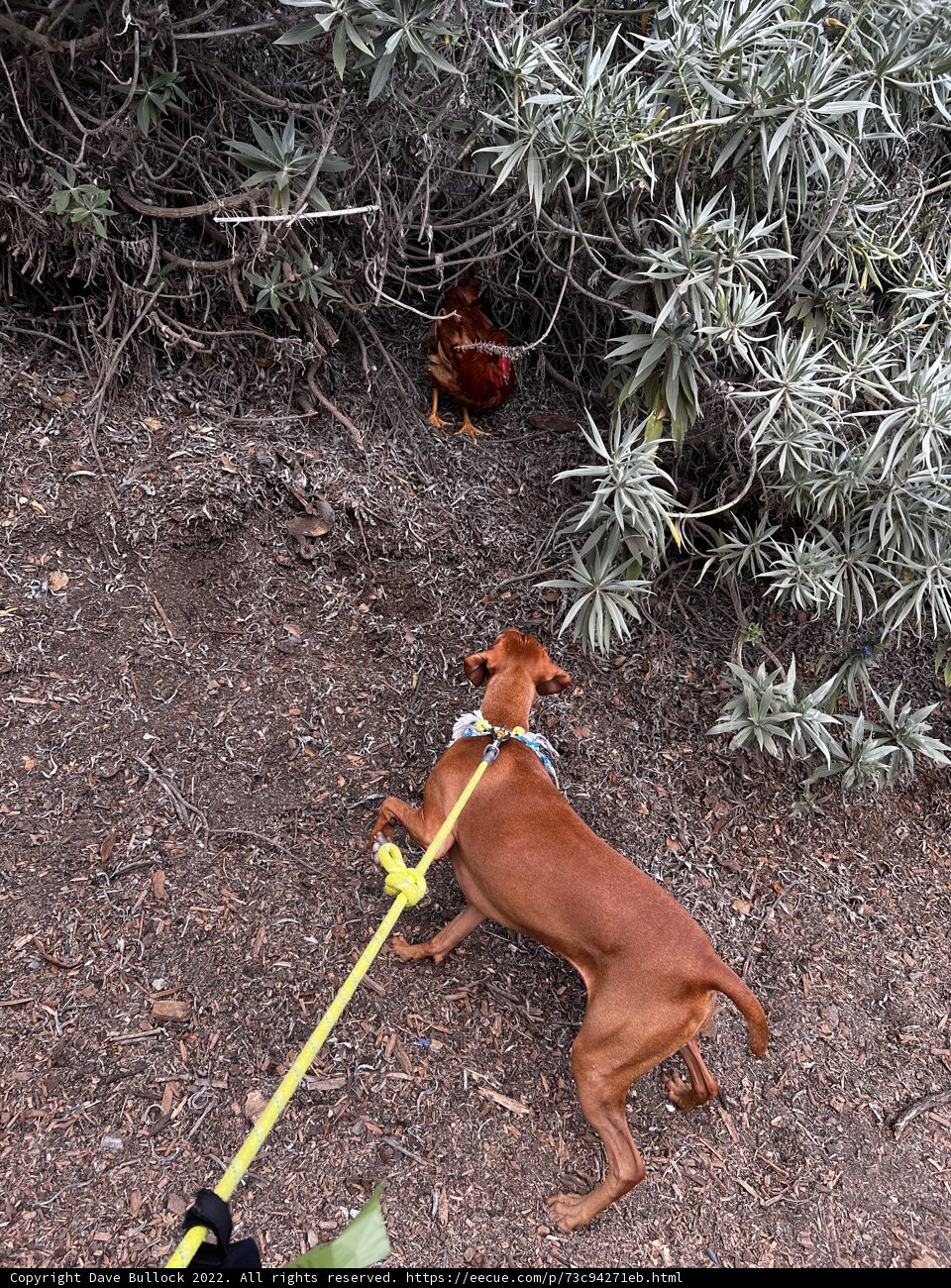 Canine and Poultry Pal