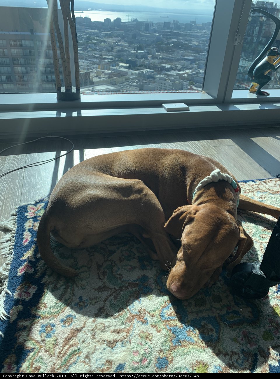 City Pup Enjoys a Sunny Day Indoors