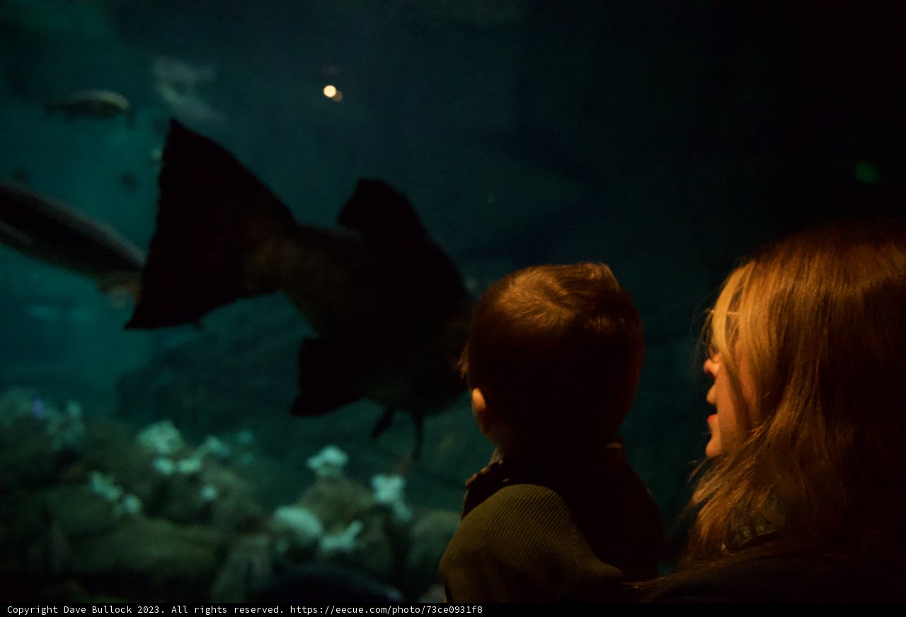 A Magical Aquarium Adventure