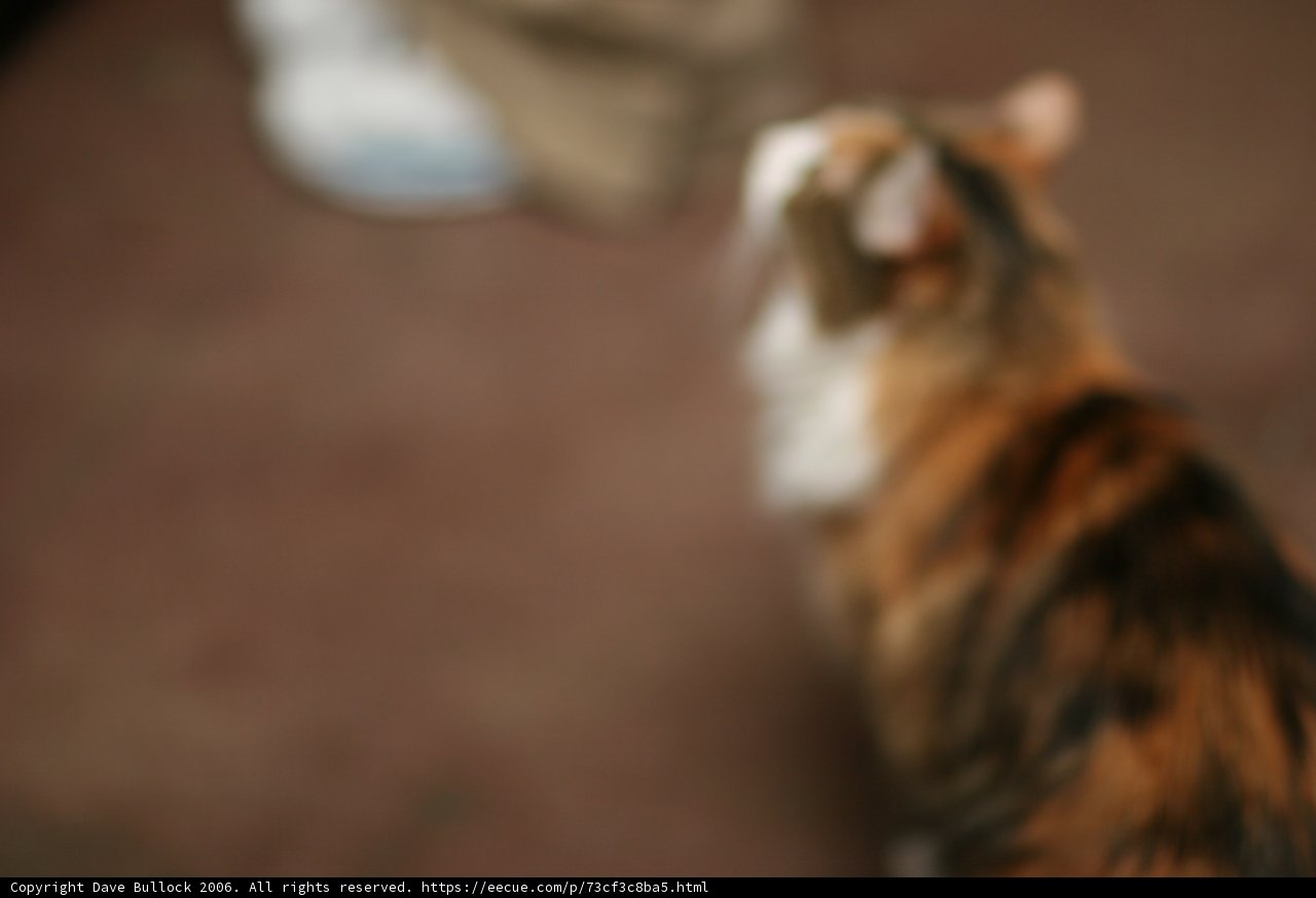 Inquisitive Manx Cat